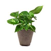 Pothos 'Golden'