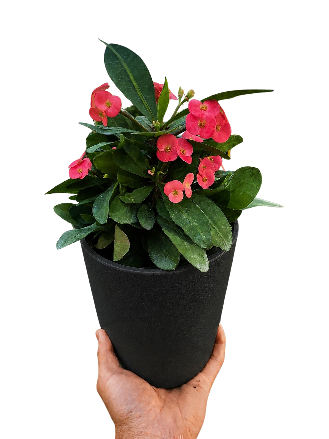 Euphorbia Milii Crown of Thorns Flowers