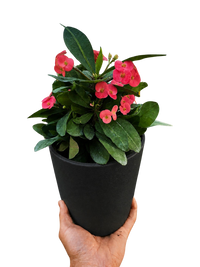 Euphorbia Milii Crown of Thorns Flowers