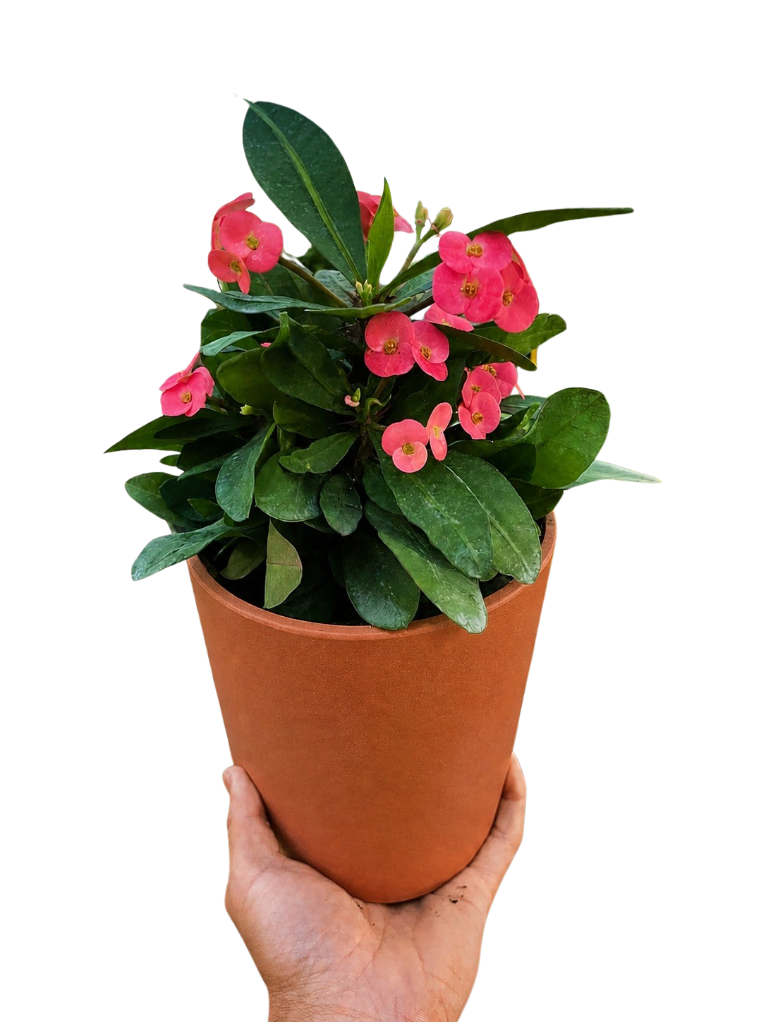Euphorbia Milii Crown of Thorns Flowers