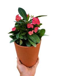 Euphorbia Milii Crown of Thorns Flowers