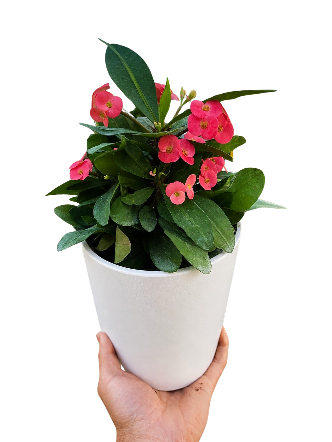 Euphorbia Milii Crown of Thorns Flowers