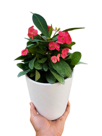 Euphorbia Milii Crown of Thorns Flowers