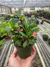 Euphorbia Milii Crown of Thorns Flowers