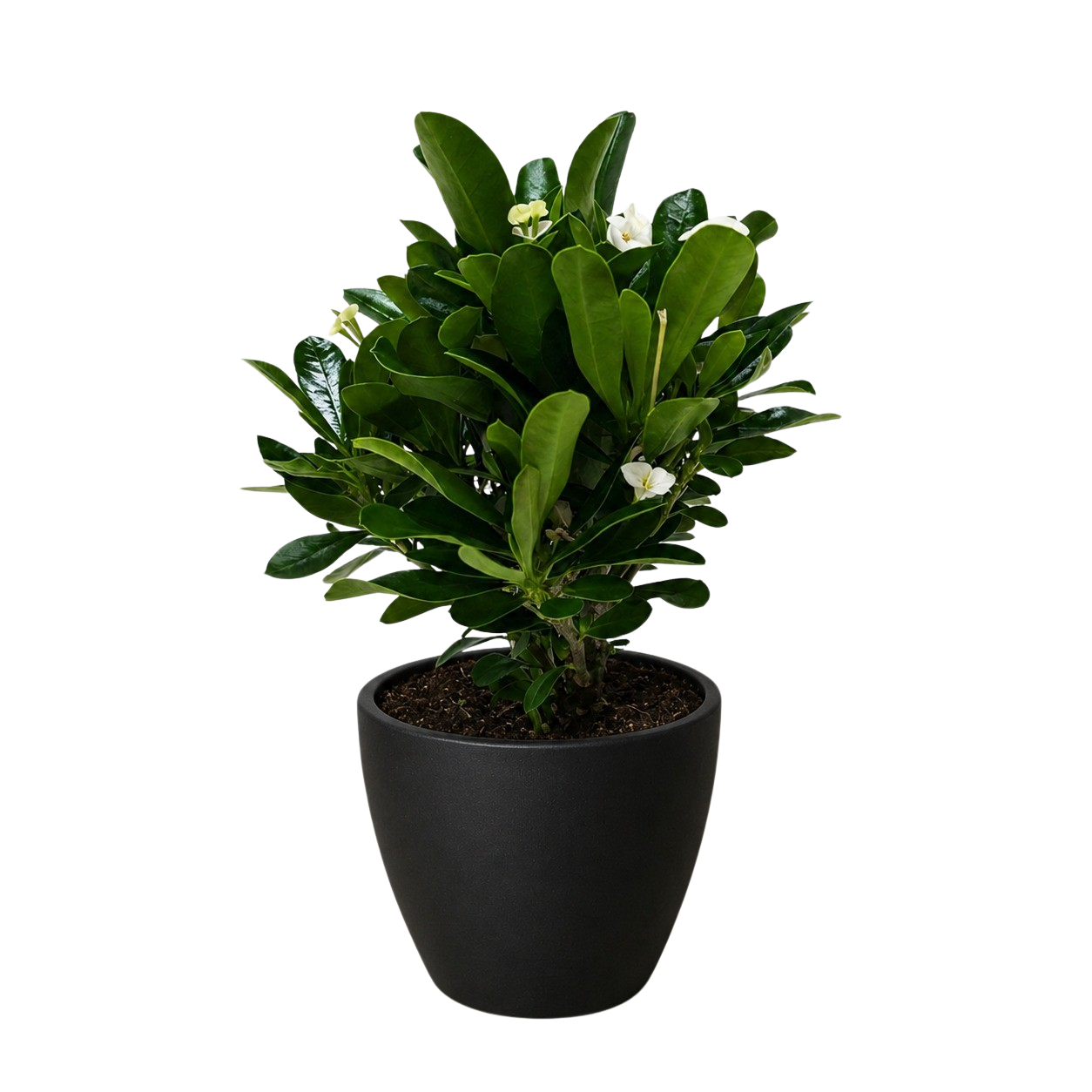 Euphorbia Milii Crown of Thorns Flowers