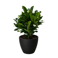 Euphorbia Milii Crown of Thorns Flowers