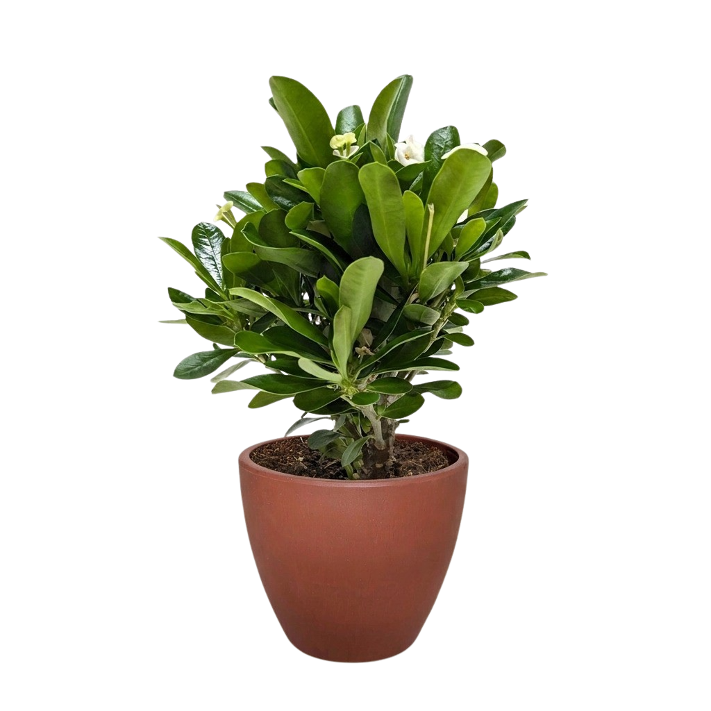 Euphorbia Milii Crown of Thorns Flowers