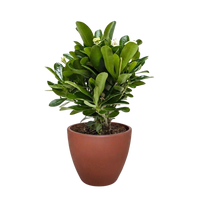 Euphorbia Milii Crown of Thorns Flowers