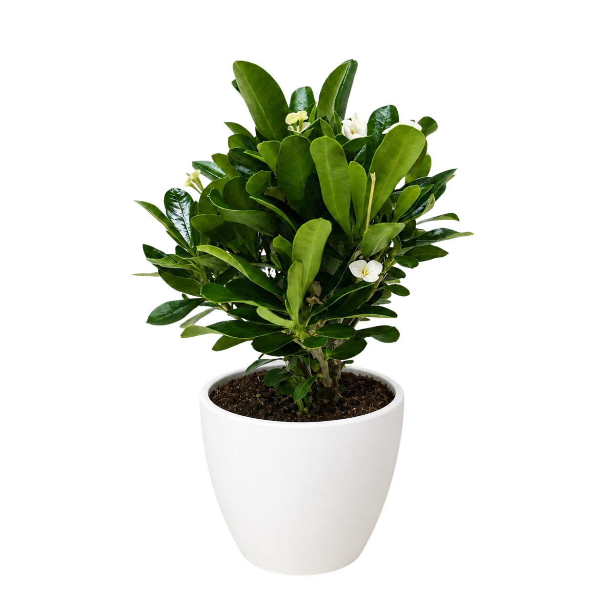 Euphorbia Milii Crown of Thorns Flowers