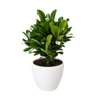 Euphorbia Milii Crown of Thorns Flowers