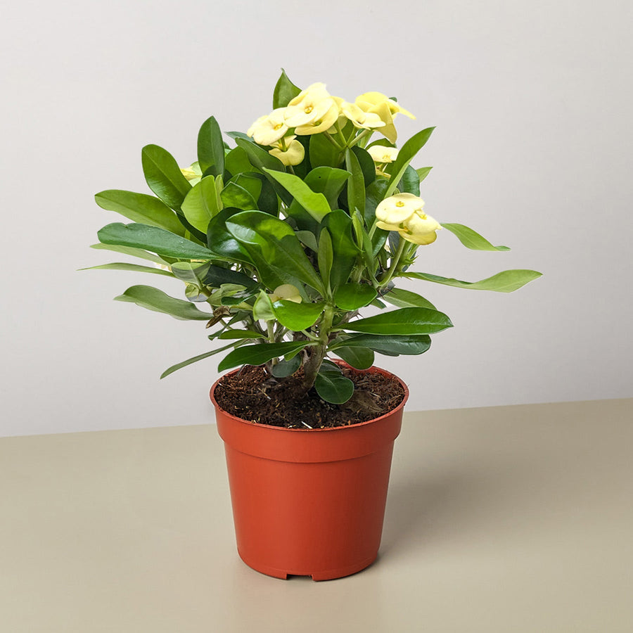 Euphorbia Milii Crown of Thorns Flowers