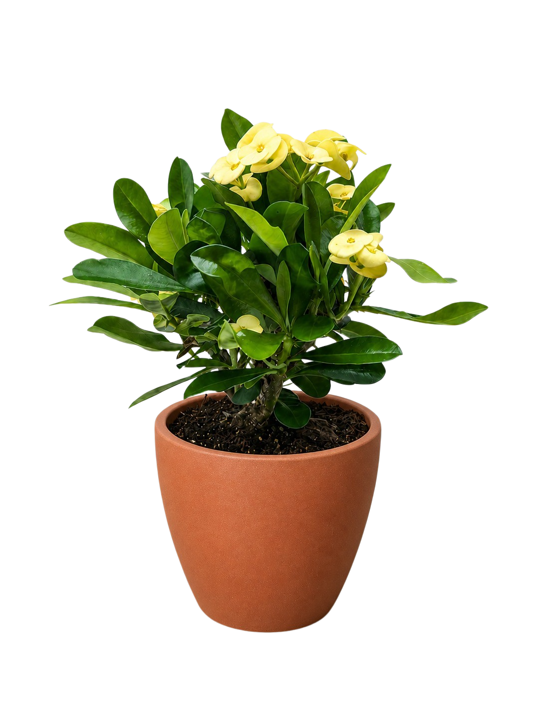 Euphorbia Milii Crown of Thorns Flowers