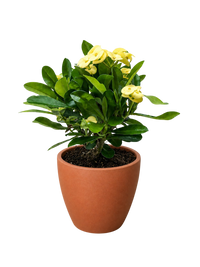 Euphorbia Milii Crown of Thorns Flowers