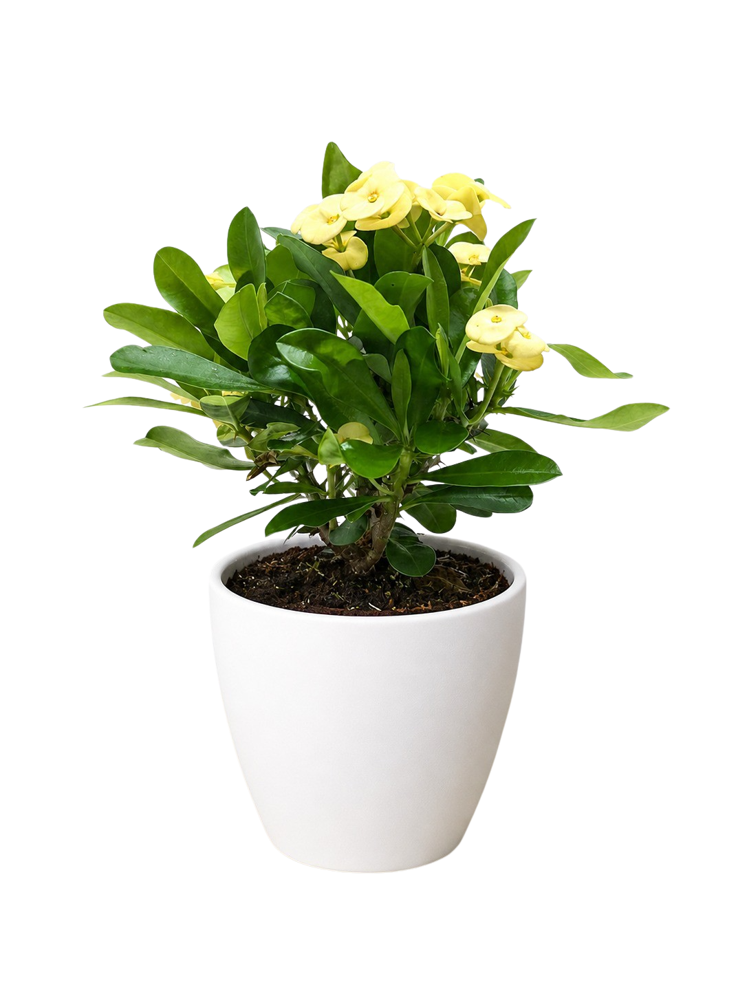 Euphorbia Milii Crown of Thorns Flowers