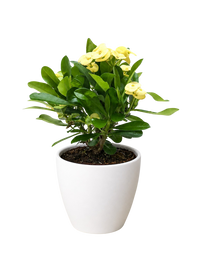 Euphorbia Milii Crown of Thorns Flowers