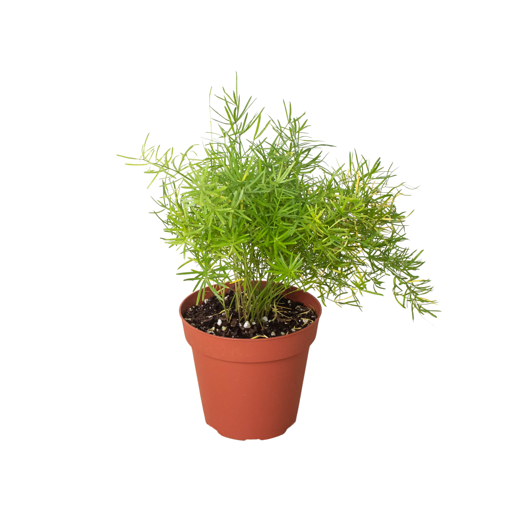 Asparagus Aethiopicus 'Sprengeri' Fern