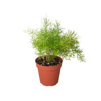 Asparagus Aethiopicus 'Sprengeri' Fern