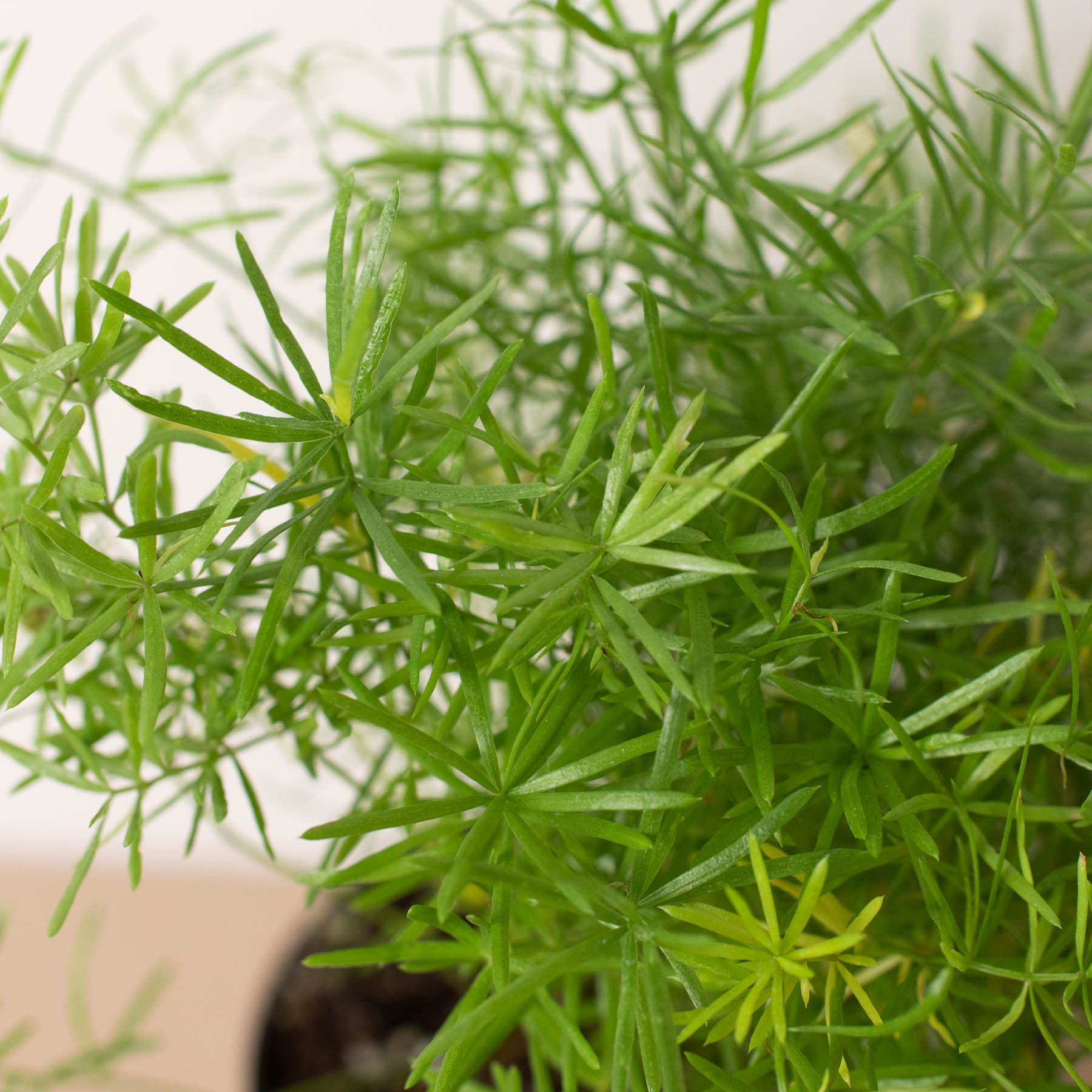 Asparagus Aethiopicus 'Sprengeri' Fern