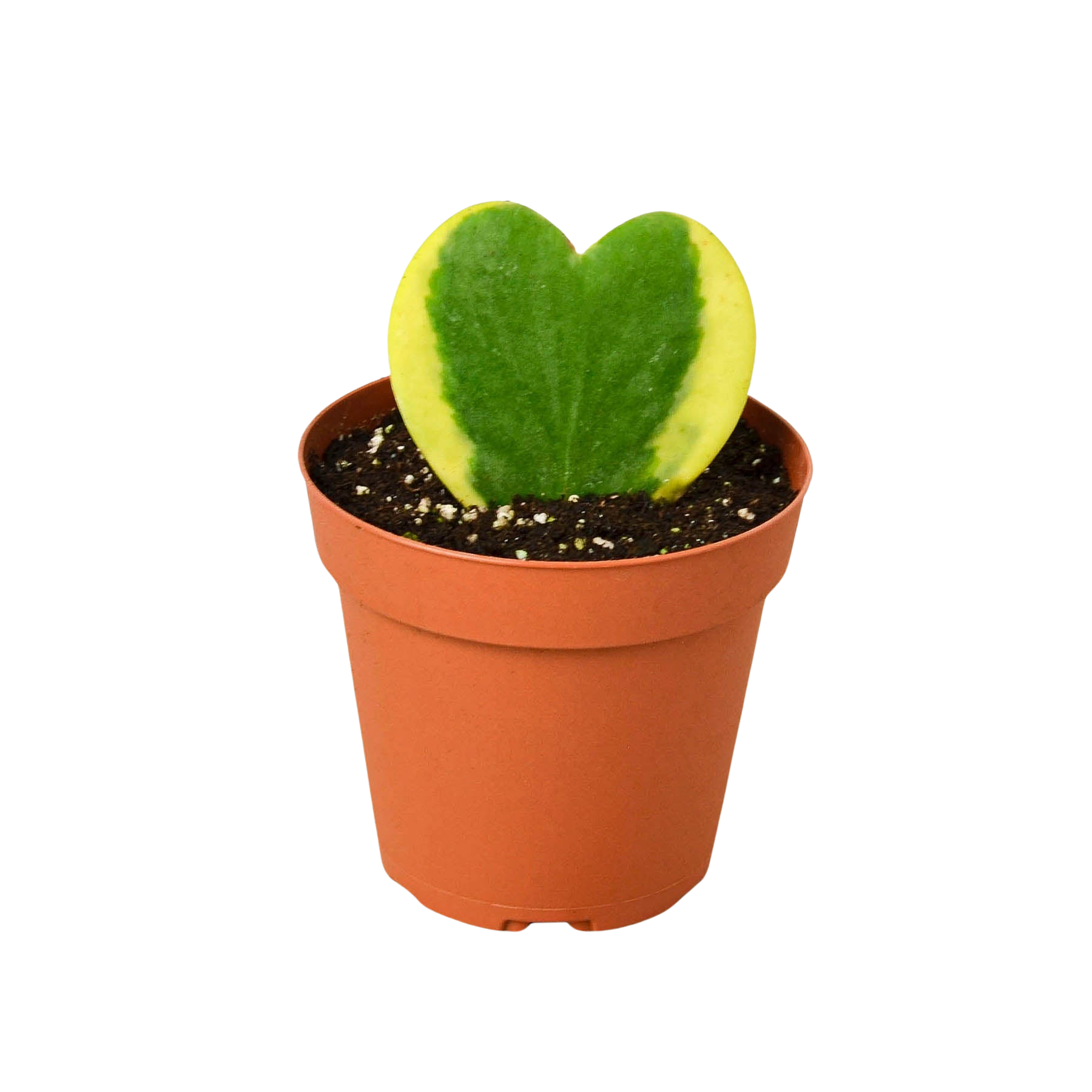 Variegated Sweetheart Hoya Kerrii Albo