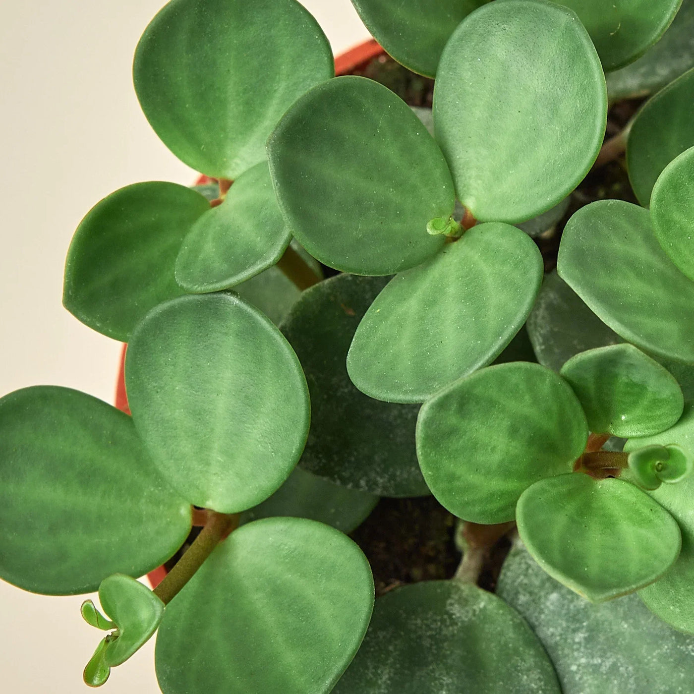 Peperomia Rotundifolia Hope