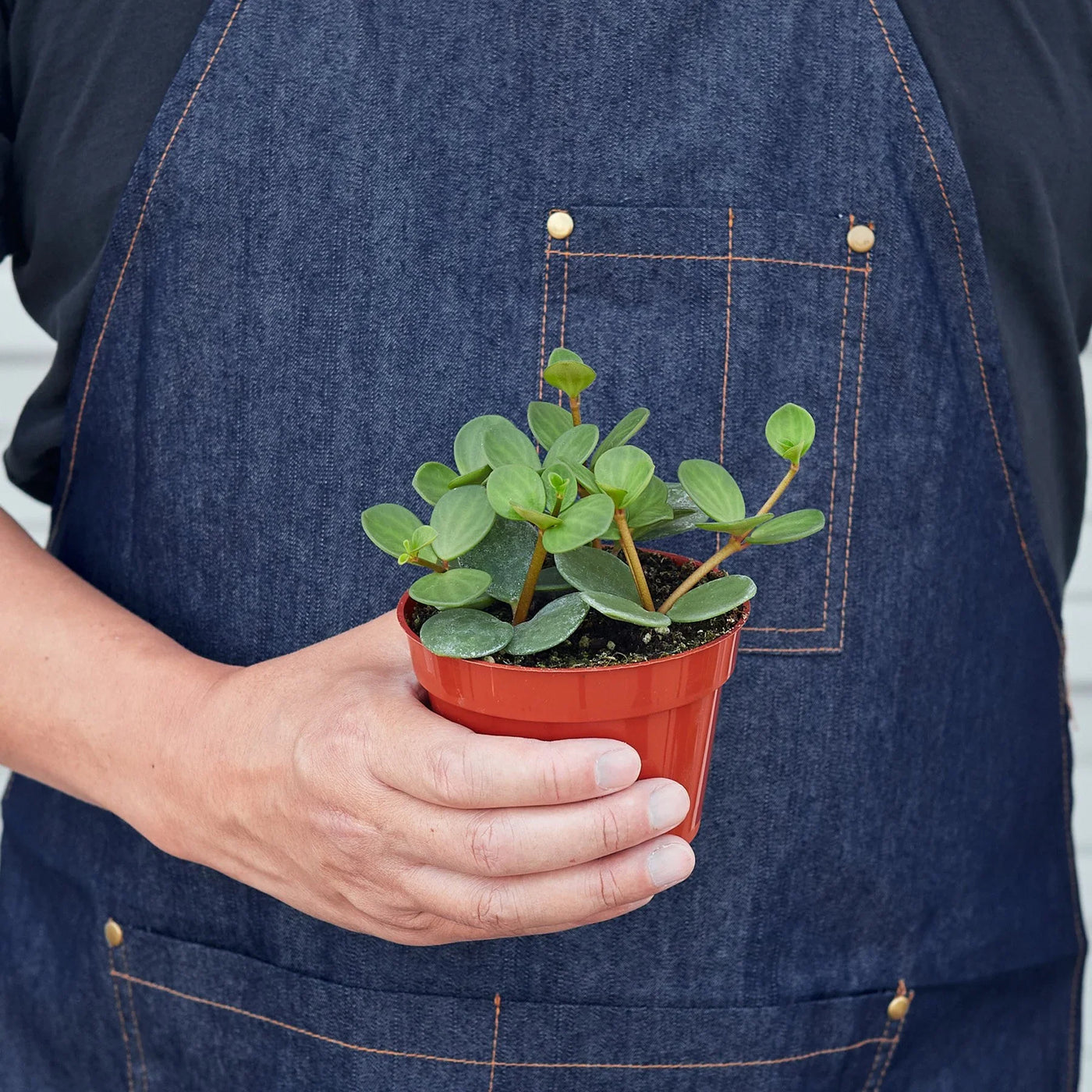 Peperomia Rotundifolia Hope