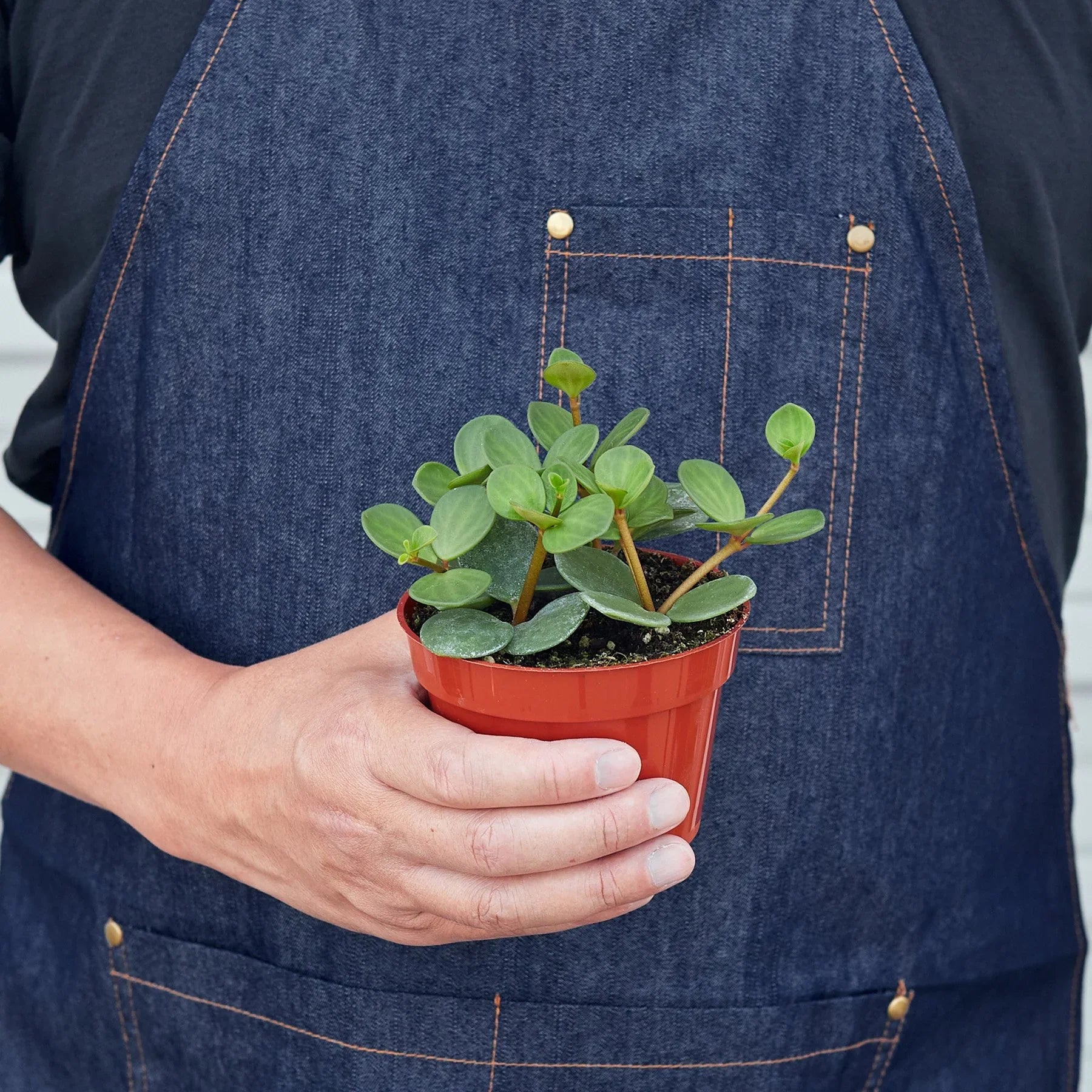 Peperomia Rotundifolia Hope
