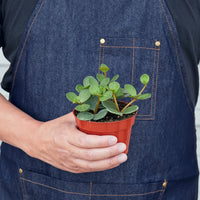 Peperomia Rotundifolia Hope