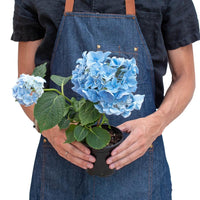 Hydrangea Flowering Plant
