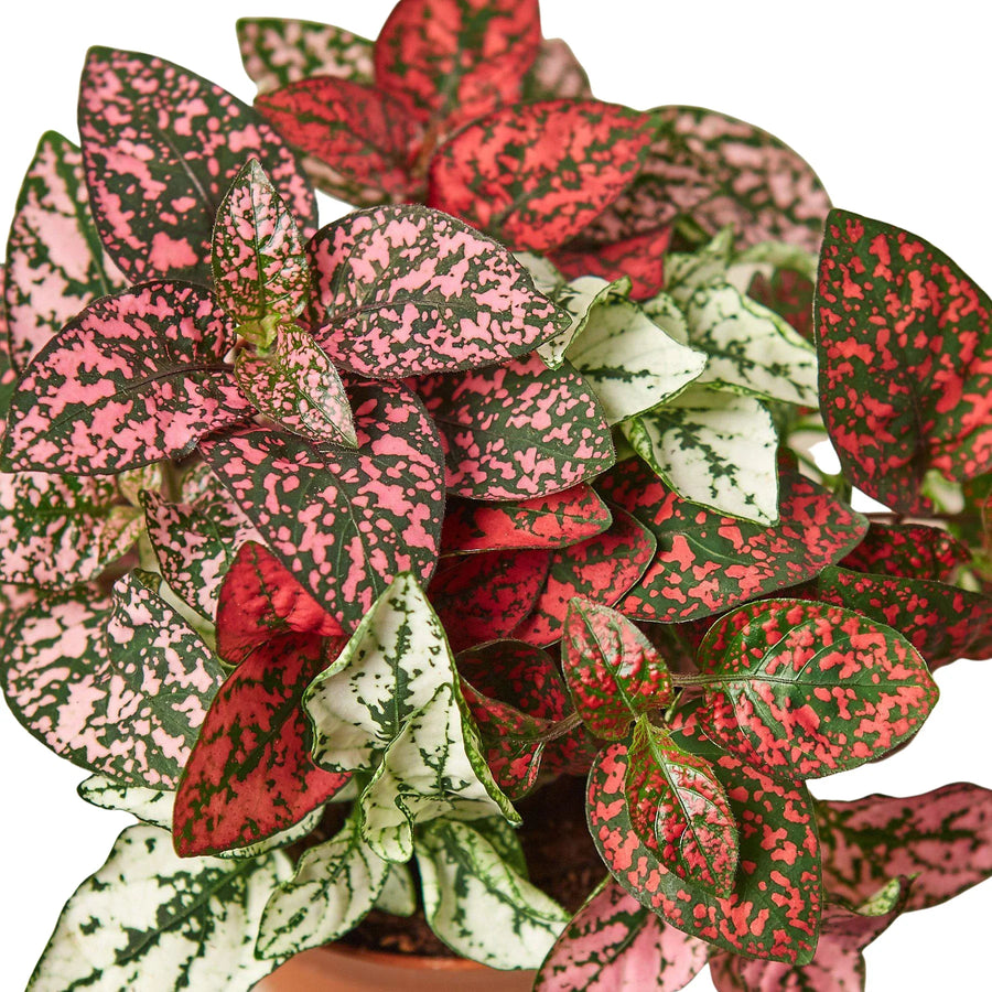 Pink Polka Dot Plant (Hypoestes Phyllostachya)