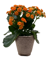 Kalanchoe 'Blossfeldiana'