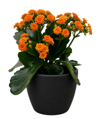 Kalanchoe 'Blossfeldiana'