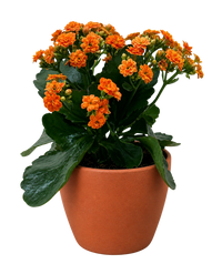 Kalanchoe 'Blossfeldiana'