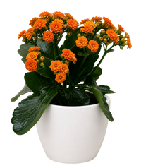 Kalanchoe 'Blossfeldiana'