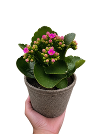 Kalanchoe 'Blossfeldiana'