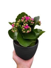 Kalanchoe 'Blossfeldiana'