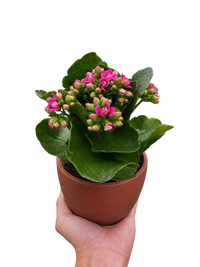 Kalanchoe 'Blossfeldiana'