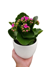 Kalanchoe 'Blossfeldiana'