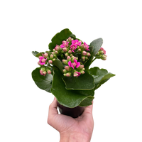 Kalanchoe 'Blossfeldiana'