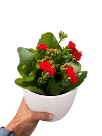 Kalanchoe 'Blossfeldiana'
