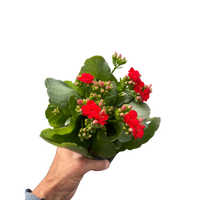Kalanchoe 'Blossfeldiana'