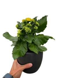 Kalanchoe 'Blossfeldiana'
