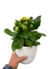 Kalanchoe 'Blossfeldiana'