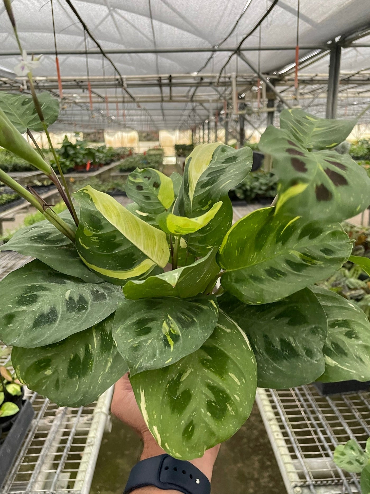 prayer plant kerchoveana Maranta Variegated Beauty Kim