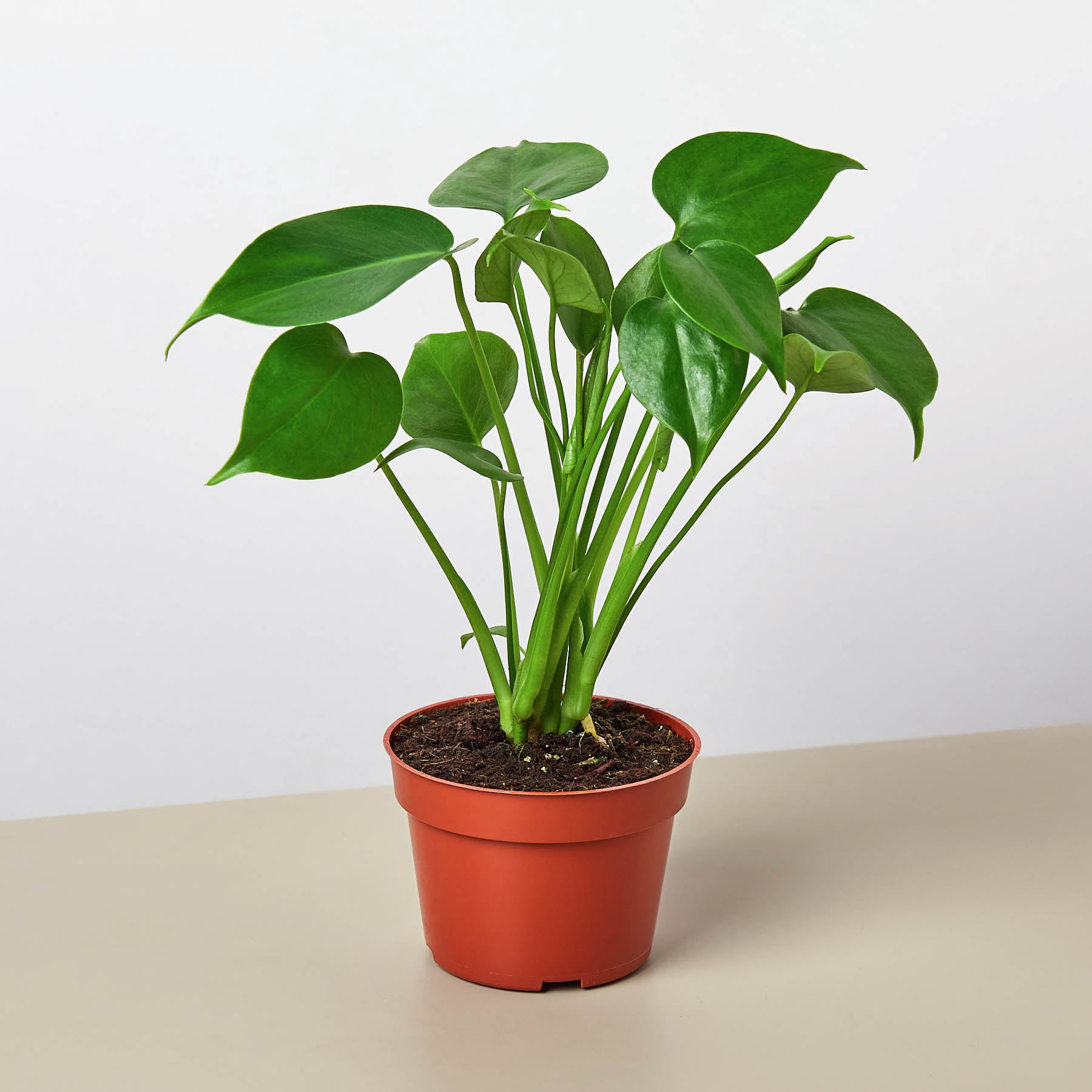 Monstera Deliciosa 'Split-Leaf'