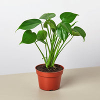 Monstera Deliciosa 'Split-Leaf'