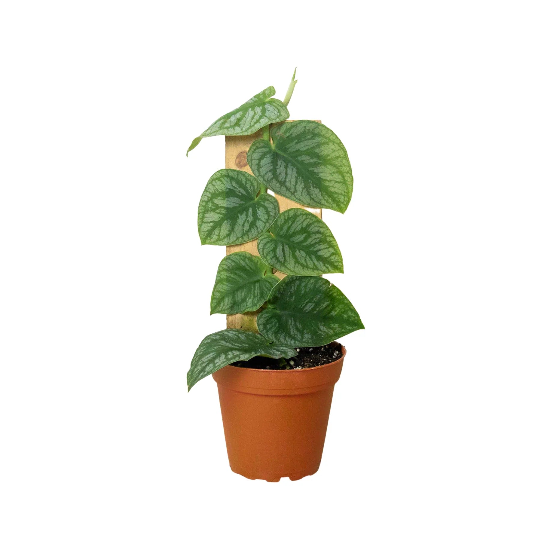 Bumble Plants Monstera Dubia