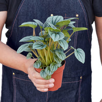Peperomia Frost Silver Watermelon