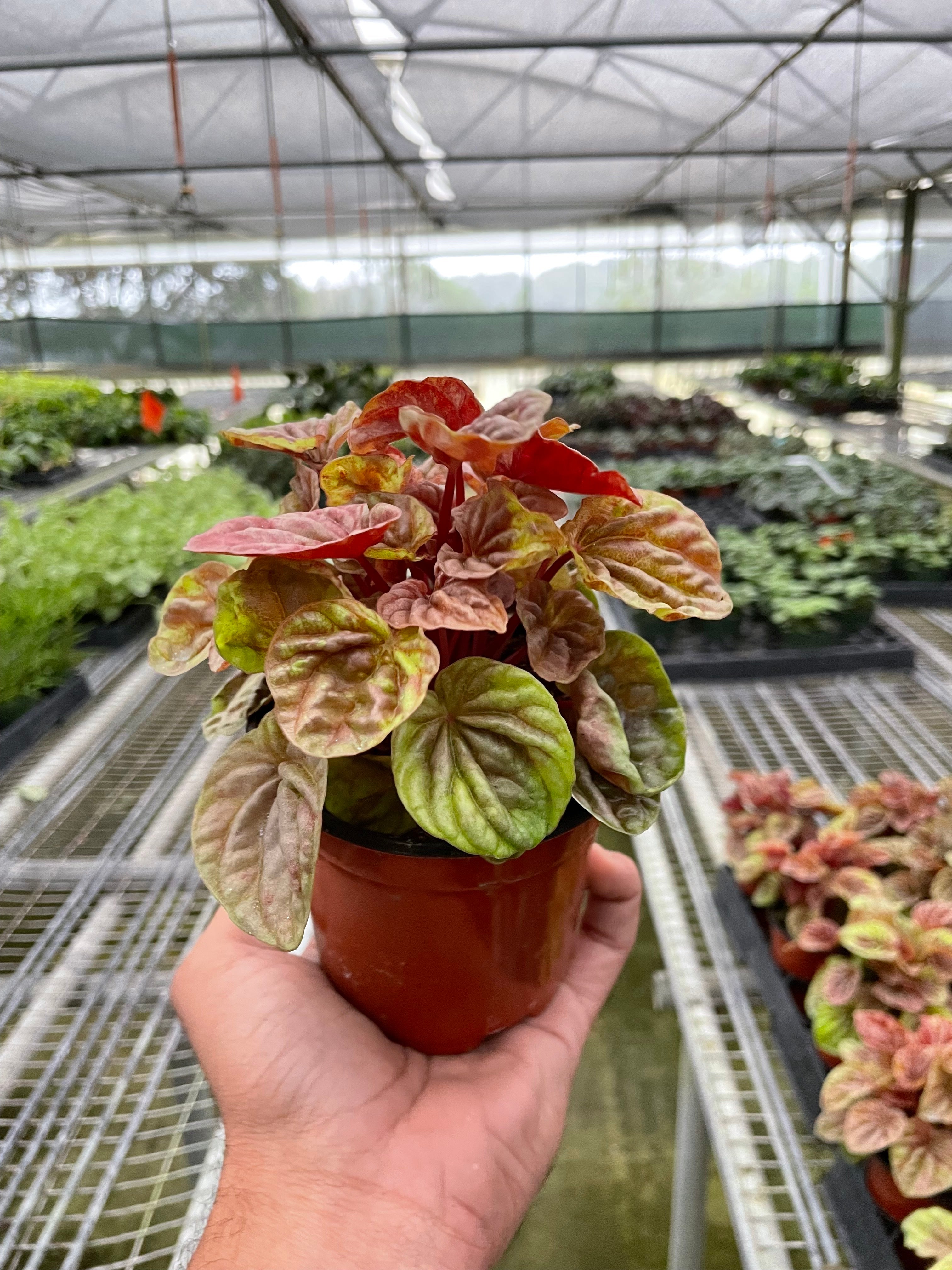 Peperomia Caperata Quito