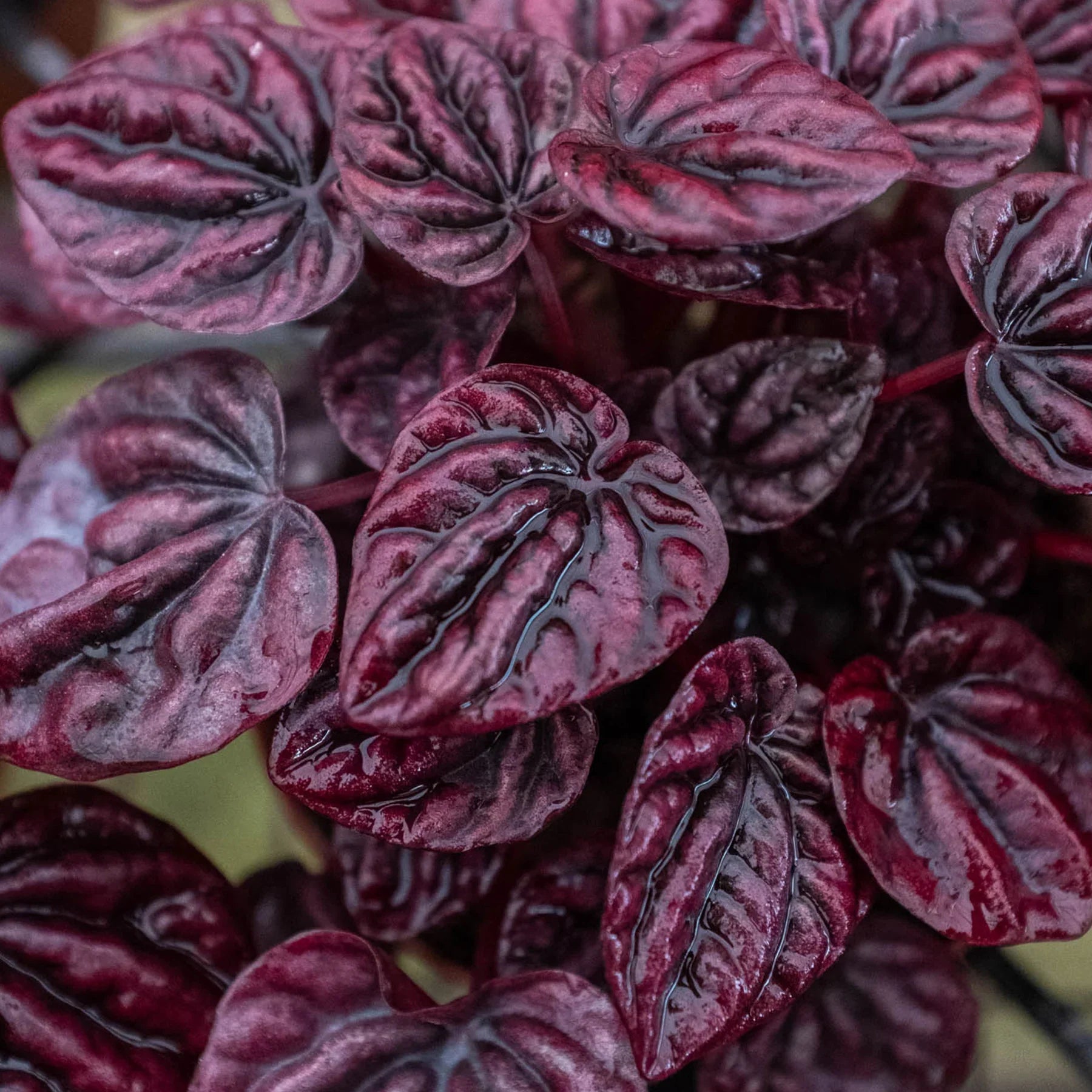 Peperomia Caperata 'Schumi Ripple Red'