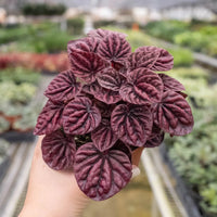 Peperomia Caperata 'Schumi Ripple Red'